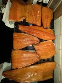 Salmon 1.webp