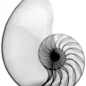Nautilus