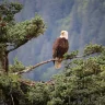 AJ in AK