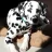 Spotty Dog
